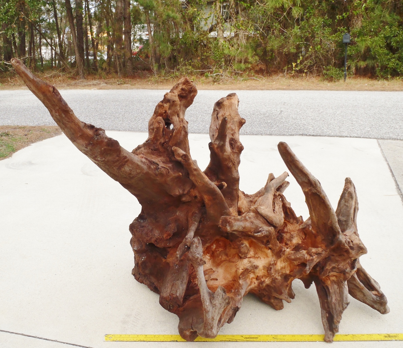 Outer Banks/OBX Driftwoodpulled from the waters of the Outer Banks of North Carolina